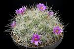 Echinocereus rayonensis  D. 16 € 23.00